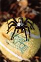 Idiommata_scintillans_D7343_Z_78_-_Australie