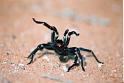 Idiommata_scintillans_D7344_Z_78_-_Australie