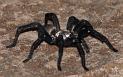 Idiommata_scintillans_D7345_Z_82_-_Australie