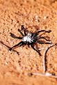 Idiommata_scintillans_D7347_Z_83_-_Australie