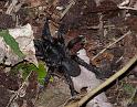 Seqocrypta_jakara_D6264_Z_89_Brisbane_Australie