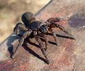 Seqocrypta_jakara_D6287_Z_86_Brisbane_Australie