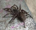 Seqocrypta_jakara_D6341_Z_88_Brisbane_Australie