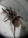 Seqocrypta_jakara_D6728_Z_90_Brisbane_Australie