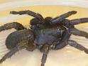 Seqocrypta_jakara_D6914_Z_88_Brisbane_Australie