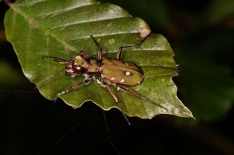 Cicindela_campestris_D5887_Z_90_Badhoevedorp_Nederland.jpg