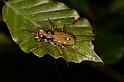 Cicindela_campestris_D5887_Z_90_Badhoevedorp_Nederland