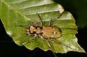 Cicindela_campestris_D5888_Z_89_Badhoevedorp_Nederland