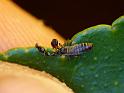 ZZ_ZZXYX_D6397_Z_88_Brisbane_Australie