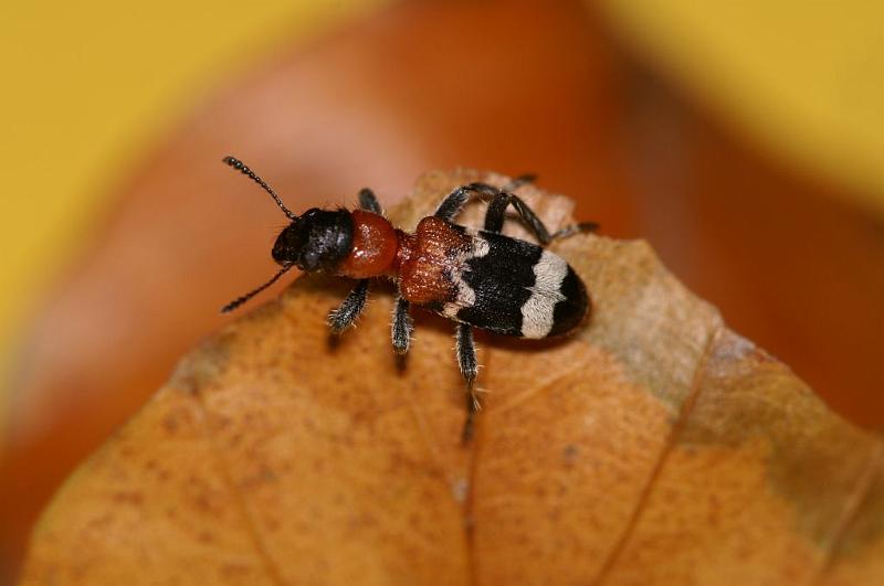 Thanasimus_formicarius_D5569_Z_91_Waterleidingduinen_Nederland.jpg