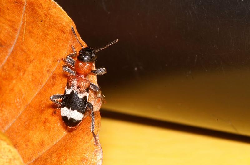 Thanasimus_formicarius_D5570_Z_90_Waterleidingduinen_Nederland.jpg