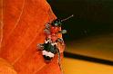 Thanasimus_formicarius_D5571_Z_89_Waterleidingduinen_Nederland