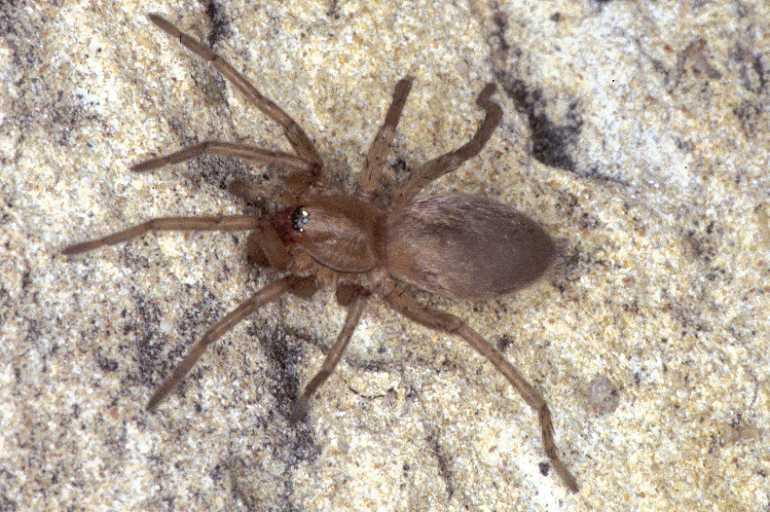 Clubiona_reclusa_P0928_O_90_-_Frankrijk.jpg