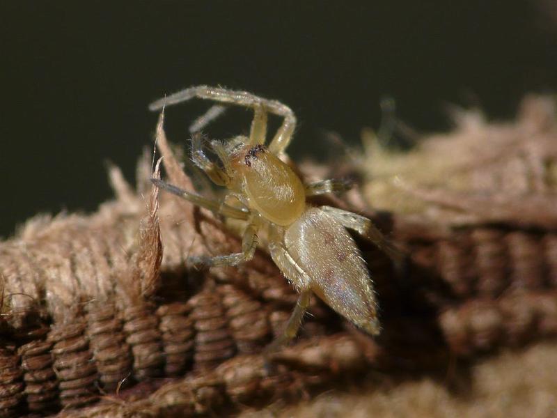 Clubiona_robusta_D6516_Z_89_Brisbane_Australie.jpg