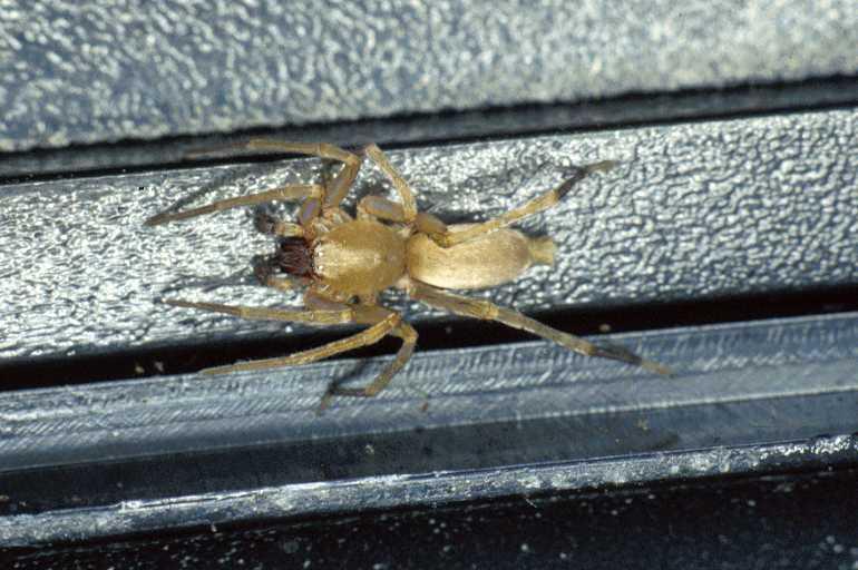 Clubiona_terrestris_P0280_Z_80_Badhoevedorp_Nederland.jpg