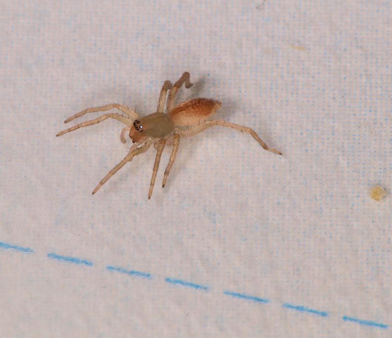 Clubiona_trivialis_D5589_Z_85_Badhoevedorp_Nederland.jpg