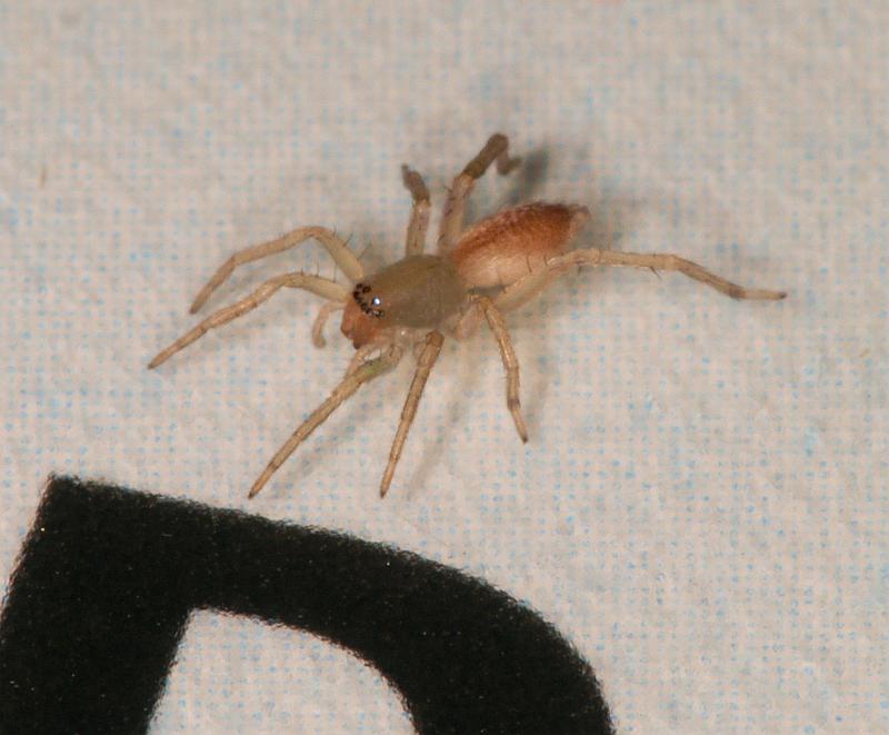 Clubiona_trivialis_D5590_Z_88_Badhoevedorp_Nederland.jpg