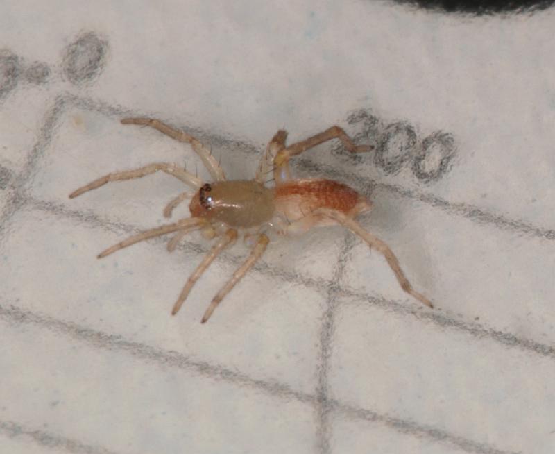 Clubiona_trivialis_D5591_Z_82_Badhoevedorp_Nederland.jpg