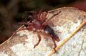 Clubiona_ZZ343_F1301_O_79_Laprade_Frankrijk