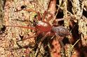 Clubiona_ZZ617_D8014_Z_88_Darwin_Australie