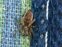 Clubiona_ZZXYX_D4386_Z_88_Oostvlieland_Nederland