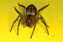 Clubiona_corticalis_P0346_Z_90_Badhoevedorp_Nederland