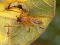 Clubiona_modesta_D6302_Z_88_Brisbane_Australie