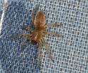 Clubiona_phragmitis_D4379_Z_88_Oostvlieland_Nederland