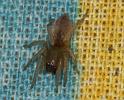 Clubiona_phragmitis_D4380_Z_88_Oostvlieland_Nederland