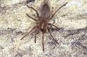 Clubiona_reclusa_P0927_O_90_-_Frankrijk