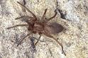 Clubiona_reclusa_P0928_O_90_-_Frankrijk
