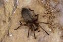 Clubiona_reclusa_P0930_O_75_Soube_Frankrijk