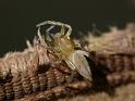 Clubiona_robusta_D6516_Z_89_Brisbane_Australie