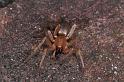 Clubiona_stagnatilis_D3798_Z_89_Badhoevedorp_Nederland