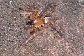 Clubiona_stagnatilis_D3799_Z_90_Badhoevedorp_Nederland