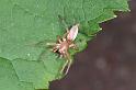 Clubiona_stagnatilis_D3800_Z_90_Badhoevedorp_Nederland