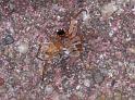 Clubiona_stagnatilis_D3802_Z_88_Badhoevedorp_Nederland