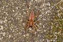 Clubiona_stagnatilis_D4791_Z_88_Waterleidingduinen_Nederland