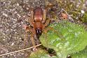 Clubiona_stagnatilis_D4792_Z_90_Waterleidingduinen_Nederland