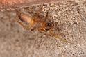 Clubiona_stagnatilis_D4794_Z_89_Waterleidingduinen_Nederland