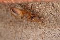 Clubiona_stagnatilis_D4795_Z_88_Waterleidingduinen_Nederland