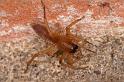 Clubiona_stagnatilis_D4796_Z_87_Waterleidingduinen_Nederland