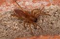 Clubiona_stagnatilis_D4797_Z_88_Waterleidingduinen_Nederland