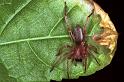 Clubiona_stagnatilis_F0215_Z_85_Badhoevedorp_Nederland