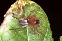 Clubiona_stagnatilis_F0216_Z_87_Badhoevedorp_Nederland