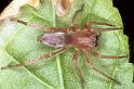 Clubiona_stagnatilis_F0217_Z_88_Badhoevedorp_Nederland