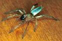 Clubiona_stagnatilis_F0218_Z_83_Badhoevedorp_Nederland