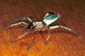 Clubiona_stagnatilis_F0219_Z_78_Badhoevedorp_Nederland