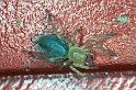 Clubiona_stagnatilis_F0342_Z_83_Veenendaal_Nederland