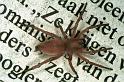 Clubiona_stagnatilis_F0377_Z_82_Badhoevedorp_Nederland